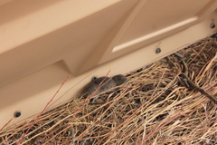 Microtus ochrogaster