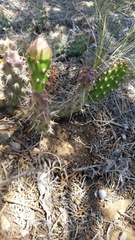 Opuntia × debreczyi