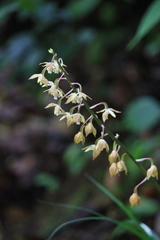 Calanthe graciliflora