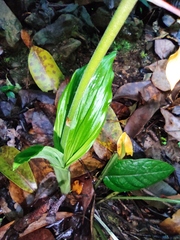Calanthe graciliflora