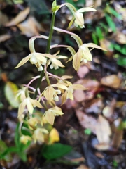 Calanthe graciliflora