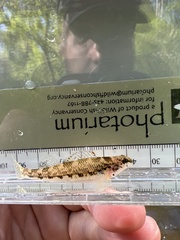 Etheostoma chermocki