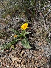 Balsamorhiza serrata