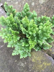 Asplenium ruta-muraria