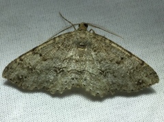 Melanolophia signataria