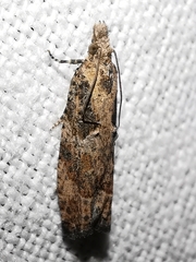 Acroclita subsequana