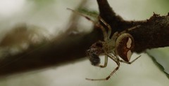 Araneus miniatus