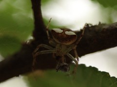 Araneus miniatus