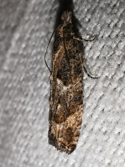 Acroclita subsequana