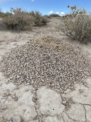 Myrmecocystus mexicanus