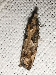 Acroclita subsequana