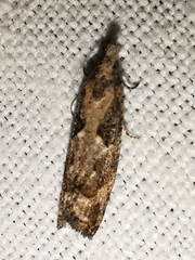 Acroclita subsequana