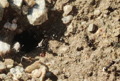 iNaturalist observation photo of Black Harvester Ant