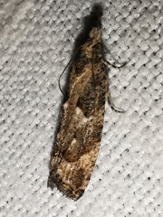 Acroclita subsequana