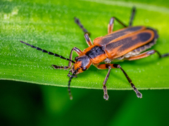 Chauliognathus marginatus