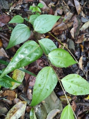 Veronicastrum stenostachyum