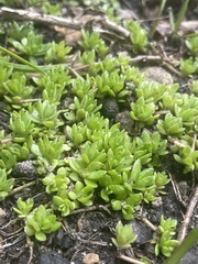 Sedum sarmentosum
