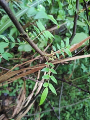 Zanthoxylum bungeanum
