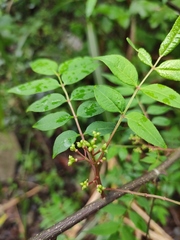 Zanthoxylum bungeanum