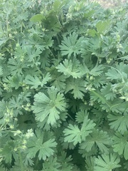 Geranium carolinianum carolinianum