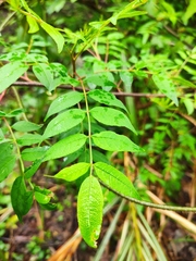 Zanthoxylum bungeanum