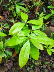 Ternstroemia gymnanthera