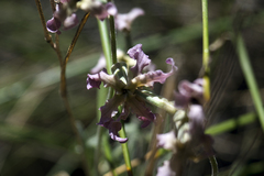 Matthiola fruticulosa