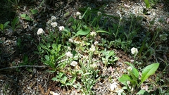 Antennaria plantaginifolia