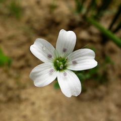 Arenaria hispanica