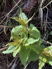 Nothochelone nemorosa