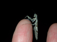 Litaneutria pacifica