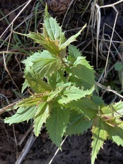 Nothochelone nemorosa