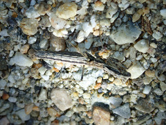 Litaneutria pacifica