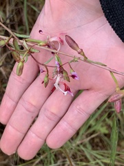 Clarkia springvillensis