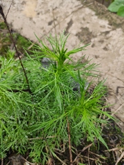 Artemisia capillaris