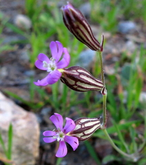 Silene secundiflora