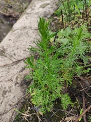 Artemisia capillaris