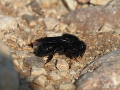 Megachile parietina