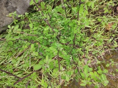 Indigofera bungeana