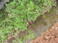 Indigofera bungeana