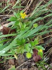 Ranunculus sieboldii