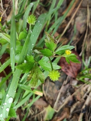 Ranunculus sieboldii
