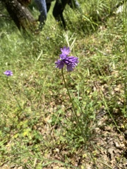 Dichelostemma