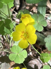 Oxalis colorea
