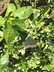 Cupido amyntula