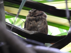 Otus lempiji
