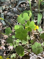 Oxalis colorea
