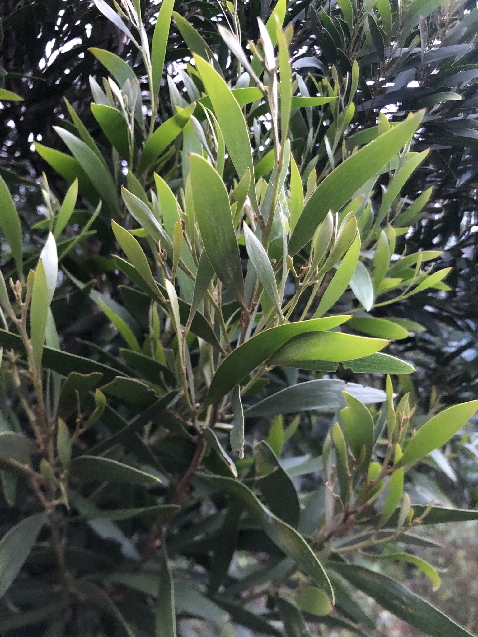 Acacia melanoxylon image