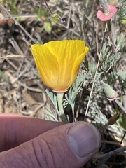 Eschscholzia californica californica