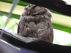 Otus lempiji